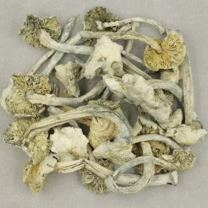 Albino Leucistic Burma Mushrooms