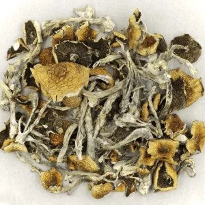 Buy Daddy Long Legs Mushrooms Online