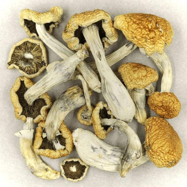 Knobby Top Mushrooms for sale