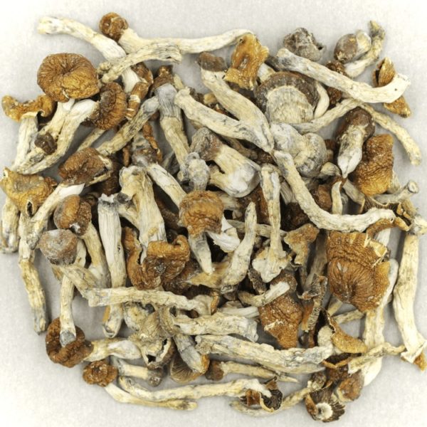Malabar Mushrooms
