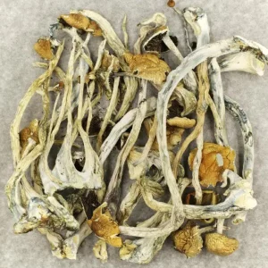 buy-amazonian-magic-mushrooms-online