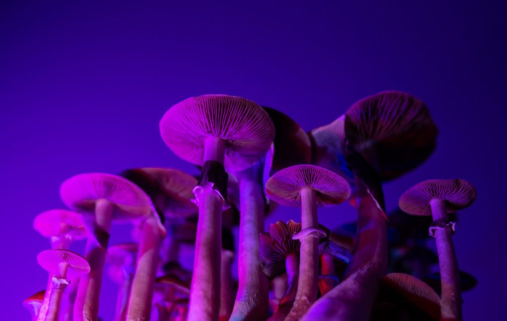 The Best Psilocybin Mushroom for Depression