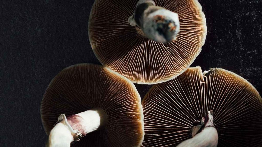 Benefits of magic mushrooms